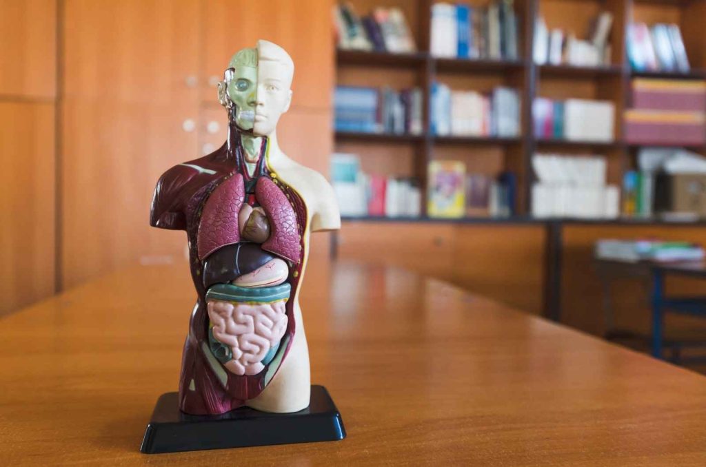 anatomy and surgical education