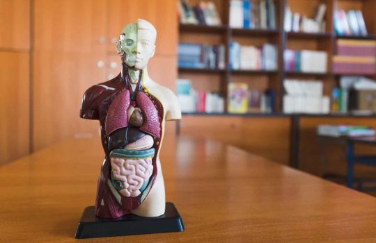 anatomy and surgical education2